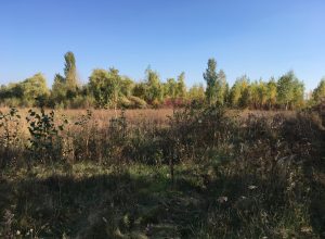 IMG_2947.jpg